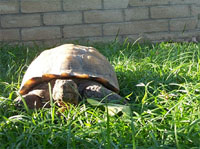 На сегодняшний день самым старым существом на планете считается 176-летняя черепаха из зоопарка Австралии