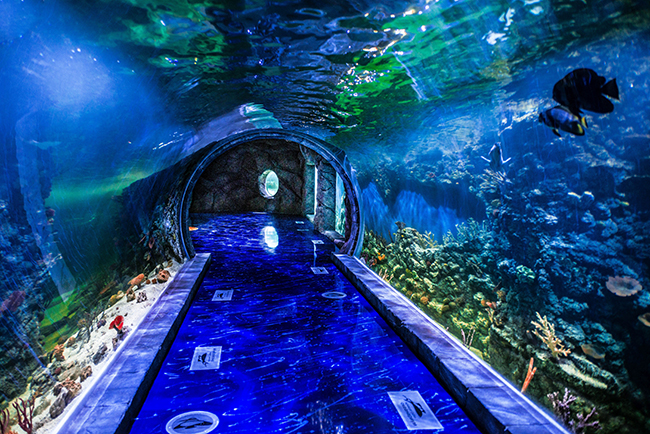 Подводный мир Крокус Сити Океанариум. Фото предоставлено Крокус Сити Океанариум