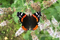 На семейном празднике Осторожно, бабочки! специалисты расскажут правду и мифы об этих насекомых